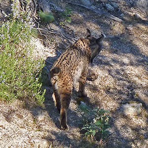 Sierra de Andújar for Iberian lynx